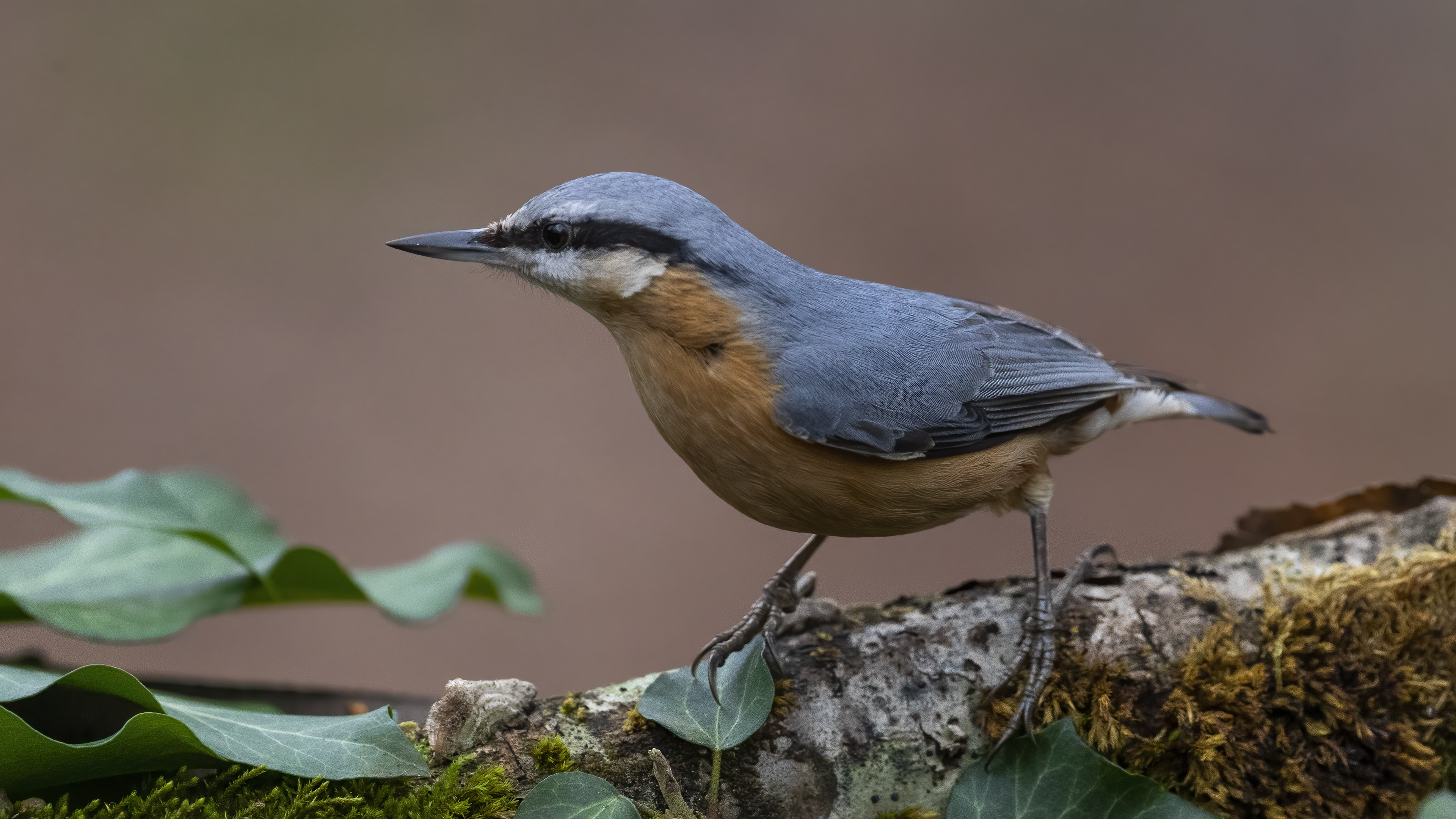 Eurasian Nuthatch